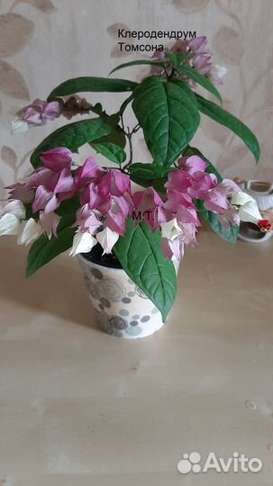 Клеродендрумы