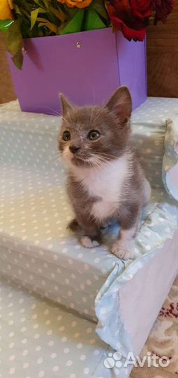 Котенок мальчик в добрые руки