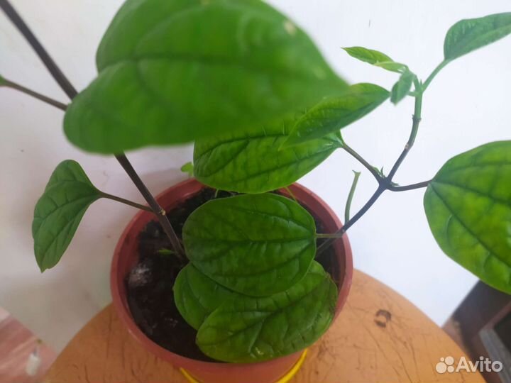 Клеродендрум госпожа Томпсон