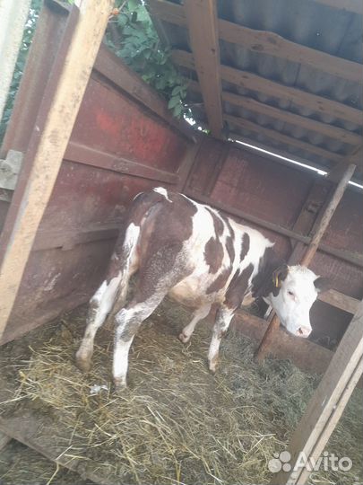 Продаётся тёлка