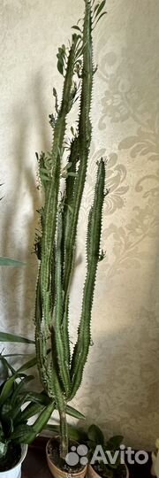 Молочай кактус