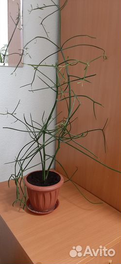 Молочай туруками