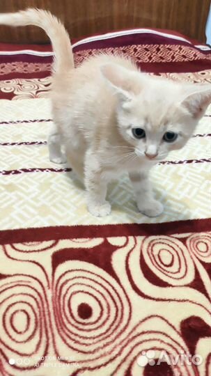 Британские котята бесплатно