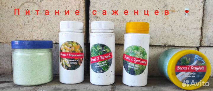 Саженцы винограда