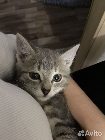 Отдам котёнка в добрые руки