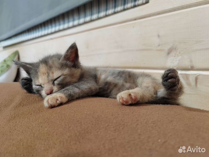 Очень ручной котенок