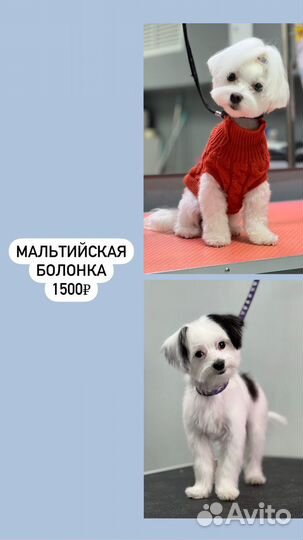 Груминг (стрижка, вычесывание, тримминг) собак