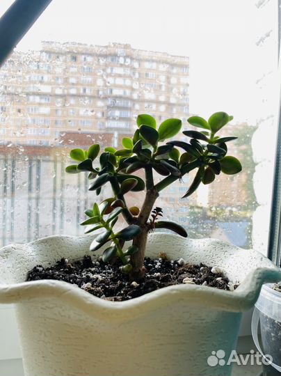 Толстянка, денежное дерево, алоэ