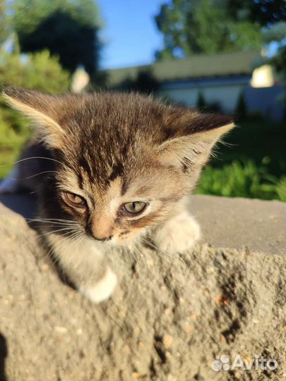 Шотландская дворовая кошка