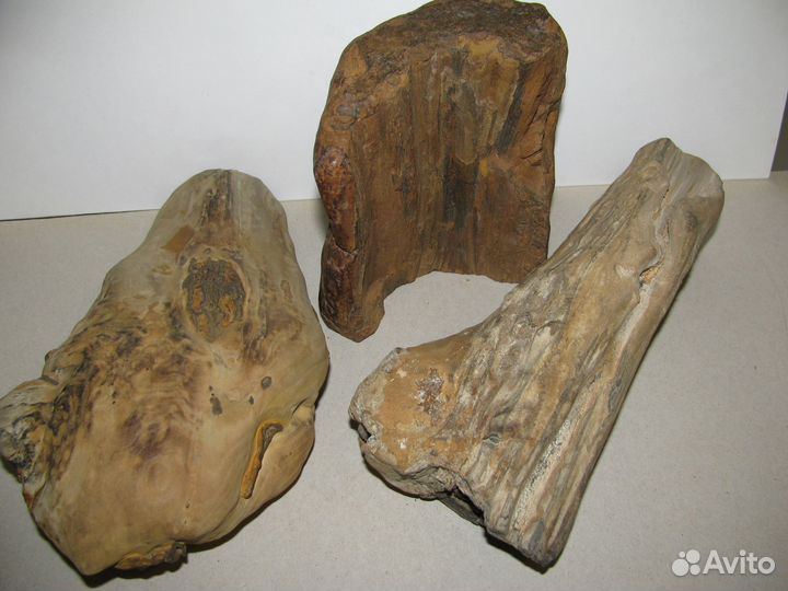 Окаменелое дерево (в коллекцию)