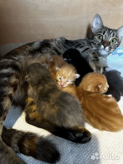 Котята в добрые руки