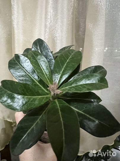 Адениум. Сорт 