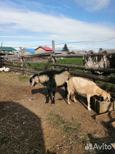 Нубийские козы