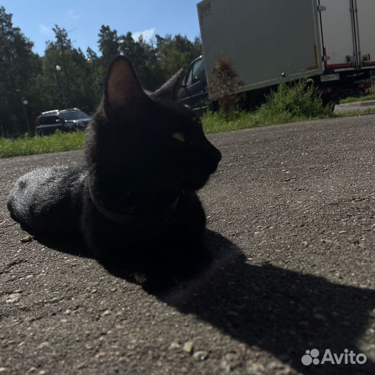 Кошечка в добрые руки