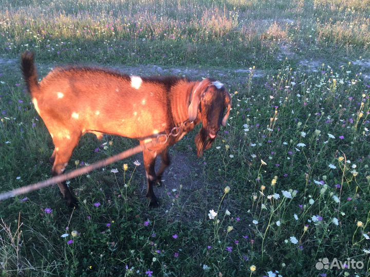 Нубийский козел