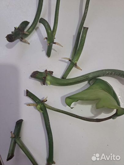 Филодендрон радиатум