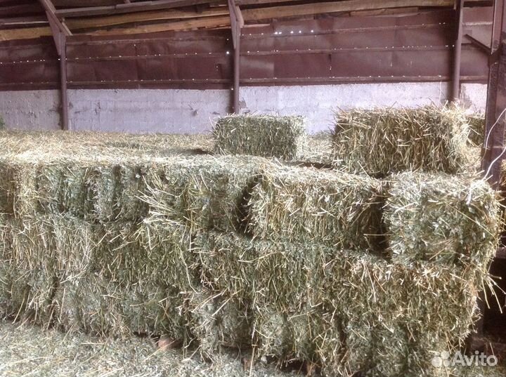 Сено тюки разнотравье и бобовое