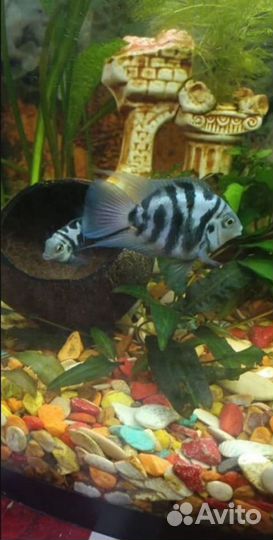 Аквариумные рыбки-мини попугайчики