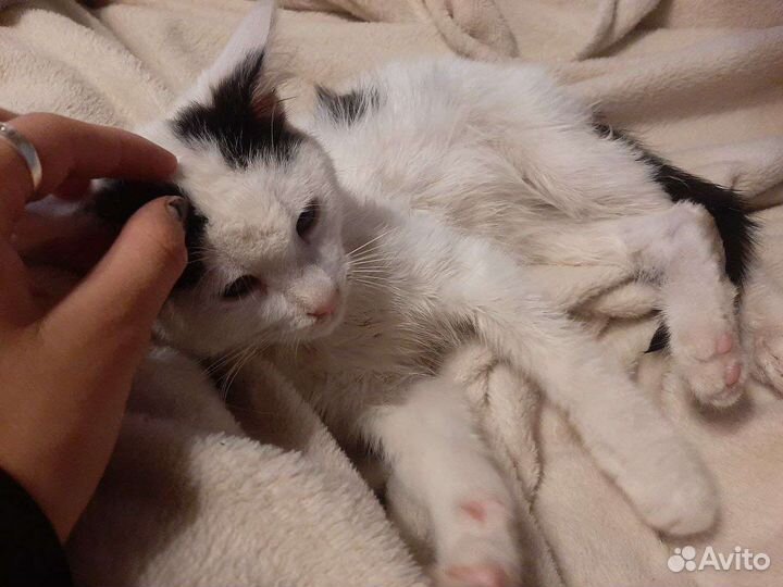 Это Эмили,ее выбросили хозяева,ищу добрых хозяев