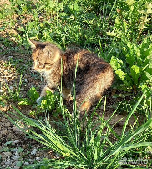 Котята