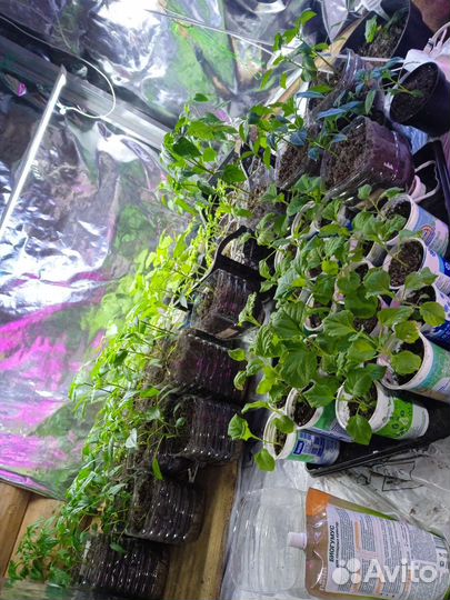 Рассада томатов