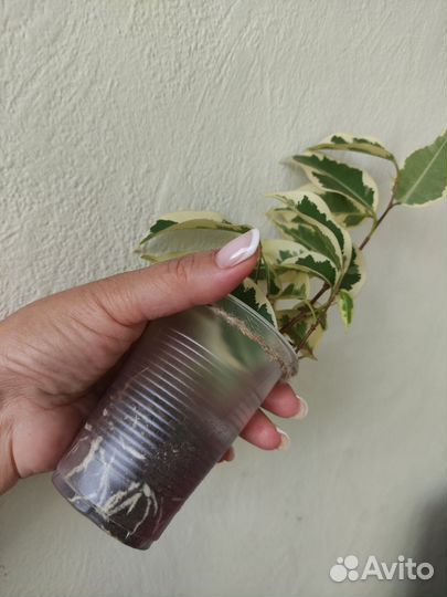 Фикус Альбомаргината