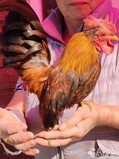 Петушок Серамы