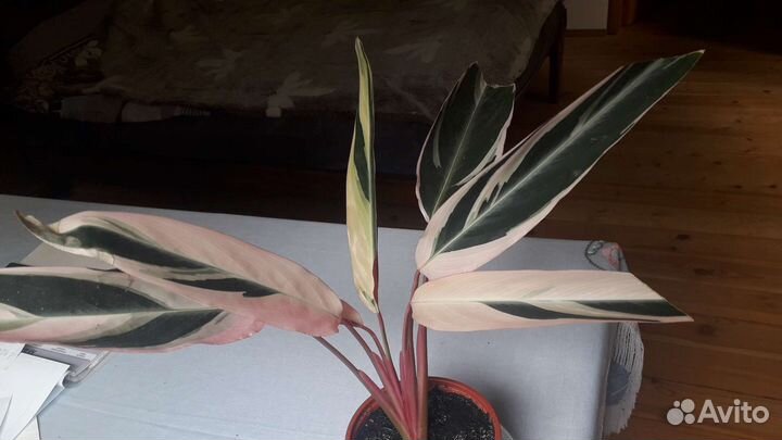 Строманта триколор