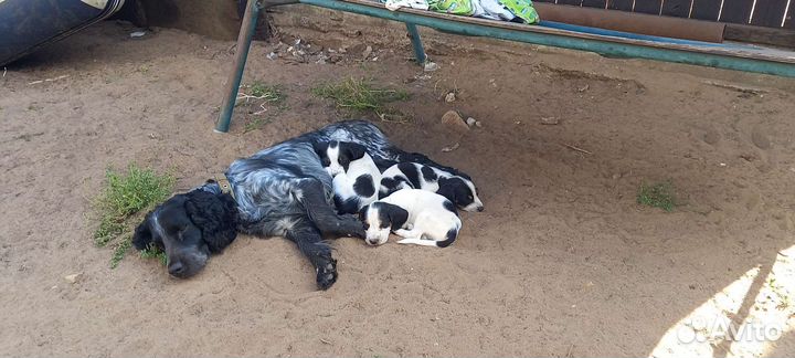 Собаки бесплатно в добрые руки щенки