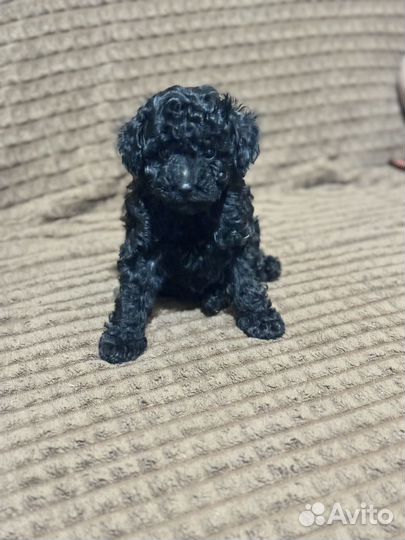 Той-пудель черные девочки