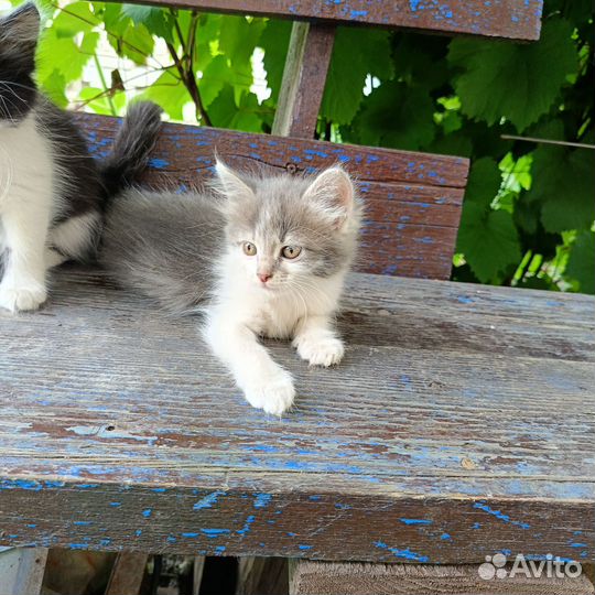 Домашние животные котята