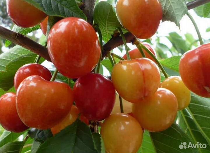 Саженцы черешни двухлетние