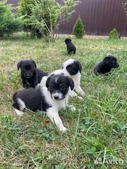 Щенки в добрые руки даром