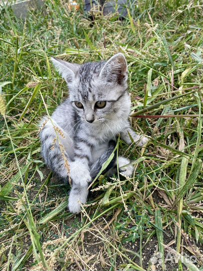 Котята в добрые руки 2 месяца