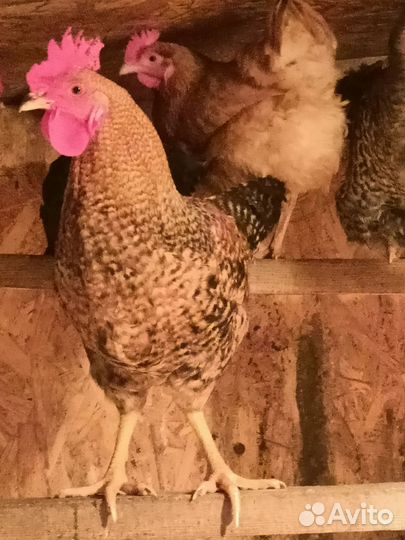 Продам петухов