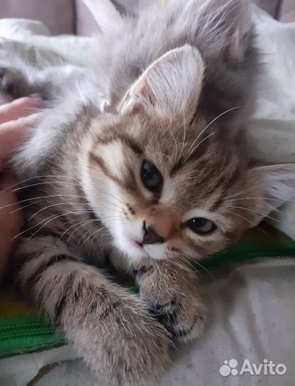 Котята