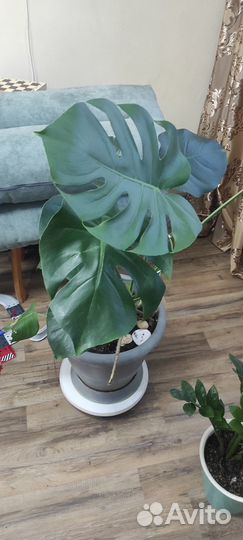Монстера большая в горшке 15 л