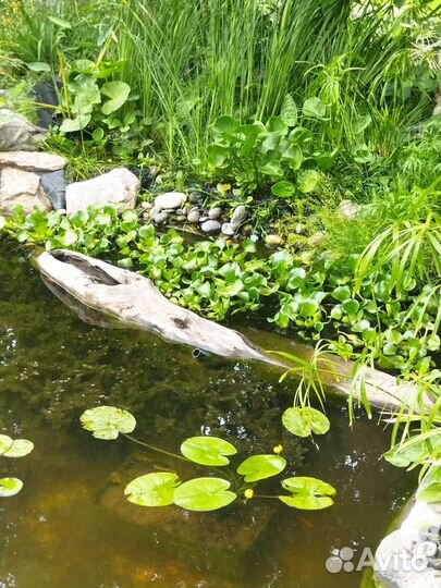 Эйхорния, (водный гиацинт)