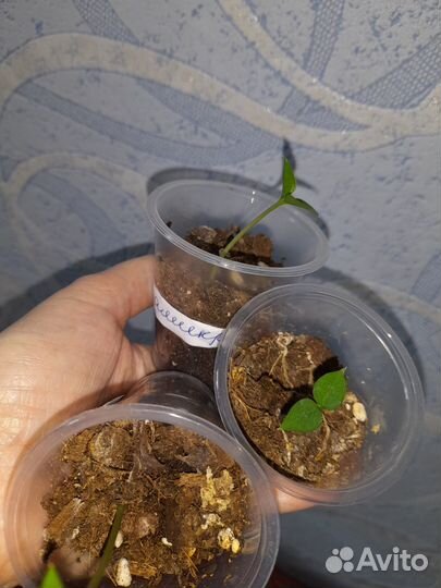 Замиокулькас zamicro