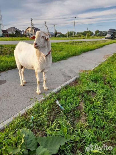 Вязка козла