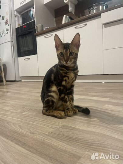 Бенгальская кошка