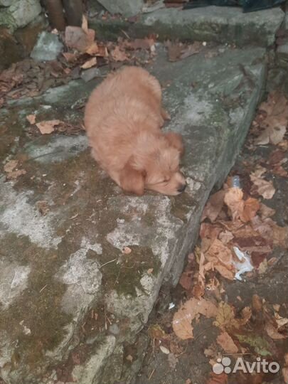 Щенки шарпей