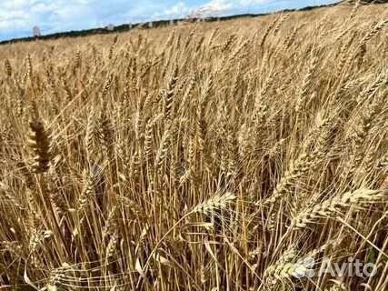 Зерно пшеница