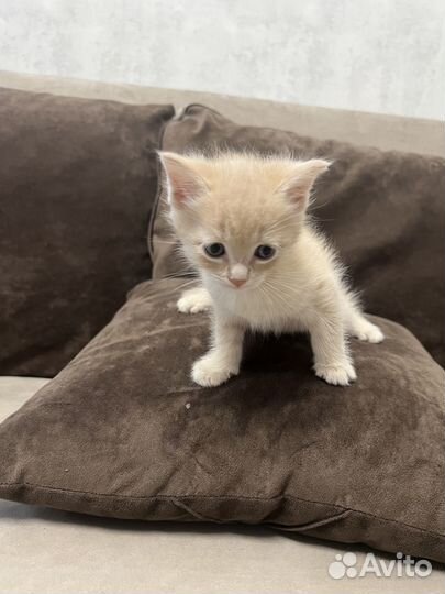 Котята майкун