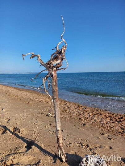 Коряга морская, дрифтвуд