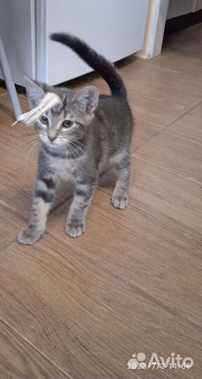 Котенок мальчик 2, 5 месяца в дар