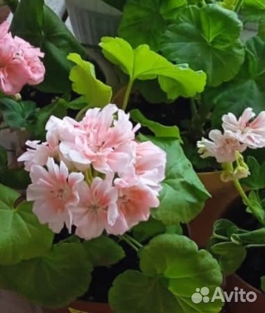 Пеларгония герань сортовая