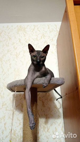 Донской сфинкс вязка