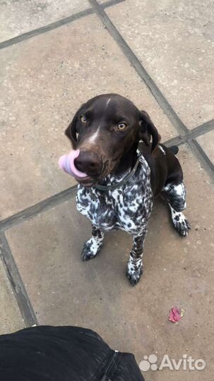 Немецкий Курцхаар вязка