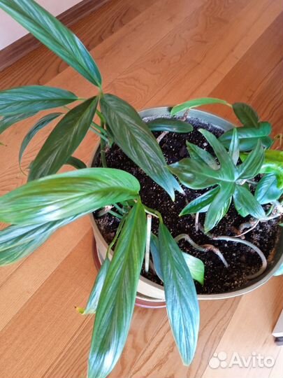 Эпипремнум